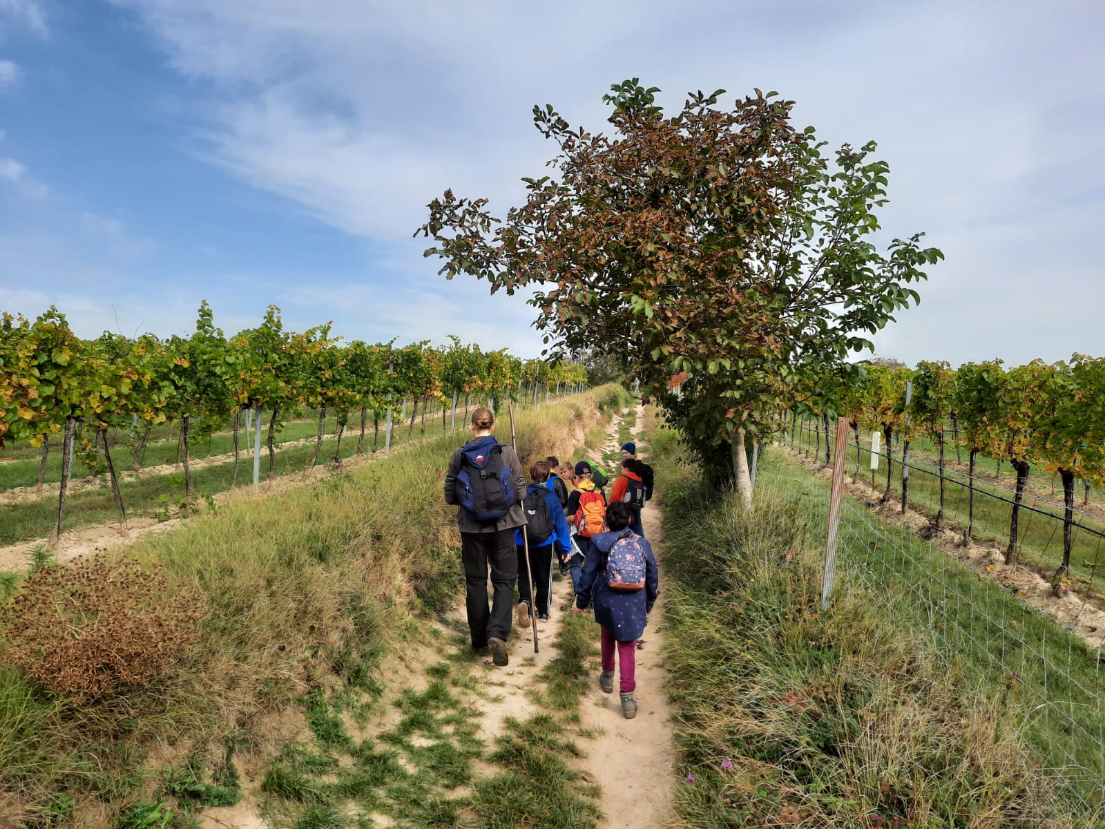Mehr über den Artikel erfahren WiWö-Herbstwandertag 2020